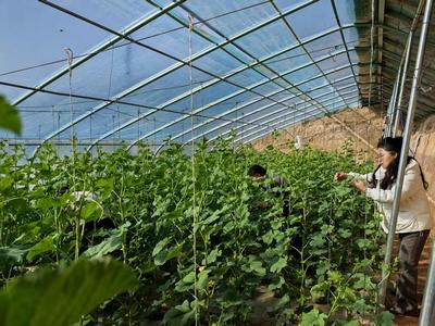 華池農業 技術人員為設施蔬菜生產“開良方”，科技助力綠色高效發展