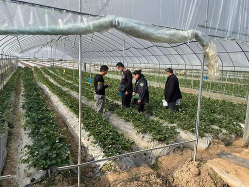 景谷多措并舉，合力保障春節(jié)期間農(nóng)產(chǎn)品質(zhì)量安全